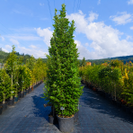 Dub letný (Quercus robur fastigiata) ´REGAL PRINCE´ - výška 250-300 cm, kont. C45L